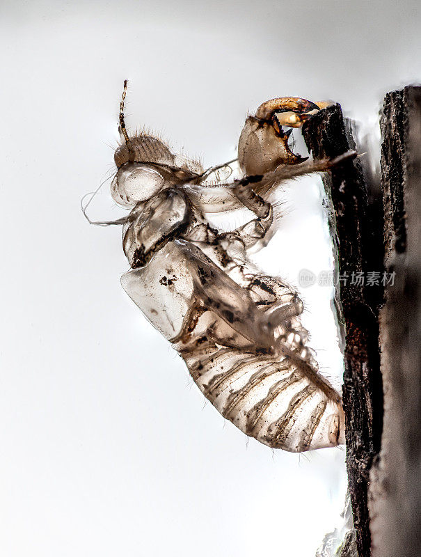 Cicada Exuviae